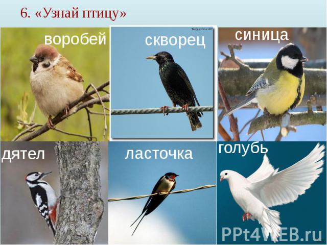6. «Узнай птицу»