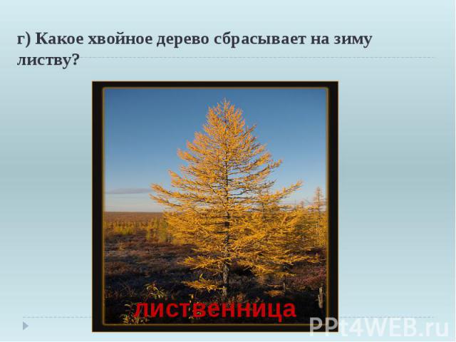 г) Какое хвойное дерево сбрасывает на зиму листву?