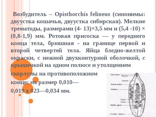 Возбудитель – Opisthorchis felineus (синонимы: двуустка кошачья, двуустка сибирская). Мелкие трематоды, размерами (4- 13)×3,5 мм и (5,4 -10) × (0,8-1,9) мм. Ротовая присоска — у переднего конца тела, брюшная - на границе первой и второй четвертей те…