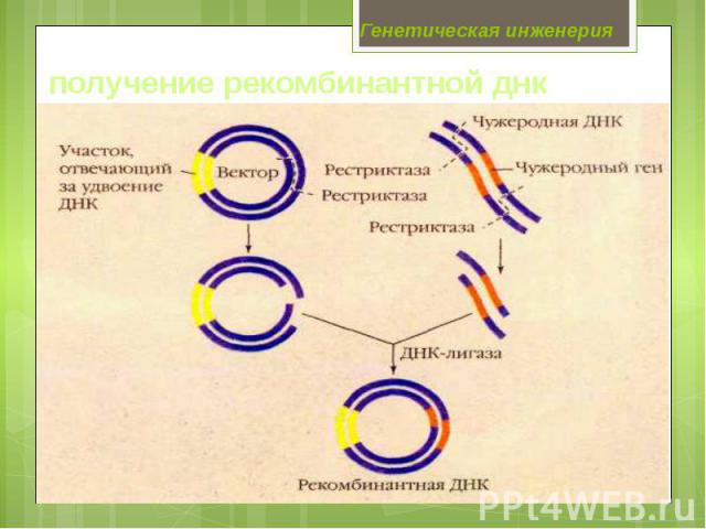 Генетическая инженерия получение рекомбинантной днк