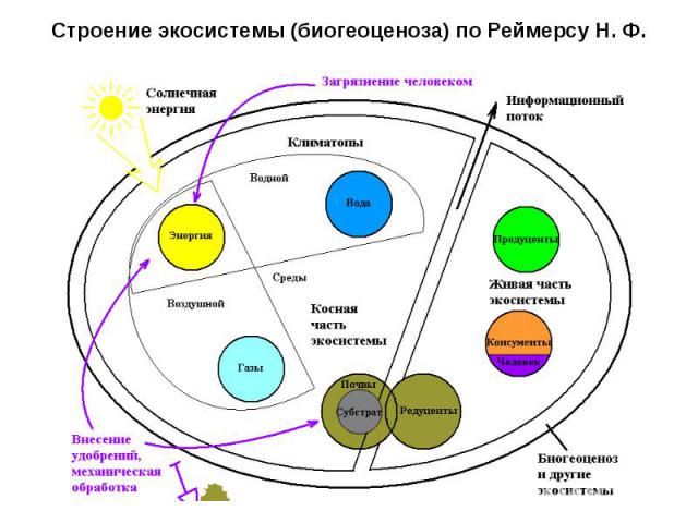 Строение экосистемы (биогеоценоза) по Реймерсу Н. Ф.