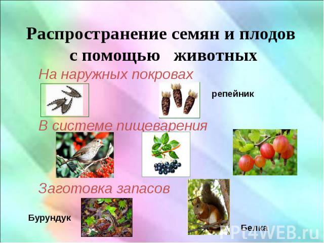 Распространение семян и плодов с помощью животных