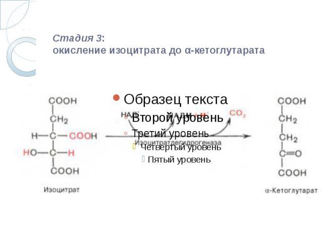 Стадия 3: окисление изоцитрата до α-кетоглутарата