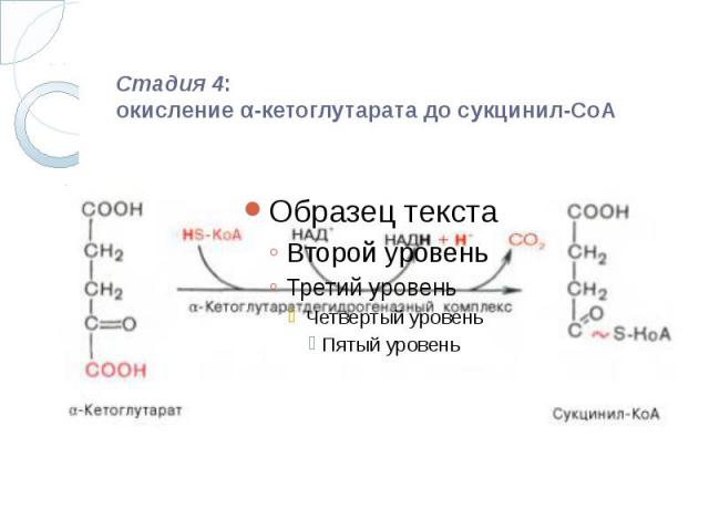 Стадия 4: окисление α-кетоглутарата до сукцинил-СоА