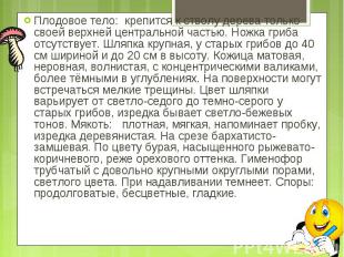 Плодовое тело: крепится к стволу дерева только своей верхней центральной частью.