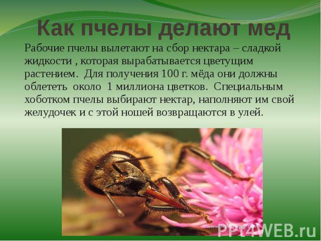 Как пчелы делают медРабочие пчелы вылетают на сбор нектара – сладкой жидкости , которая вырабатывается цветущим растением. Для получения 100 г. мёда они должны облететь около 1 миллиона цветков. Специальным хоботком пчелы выбирают нектар, наполняют …