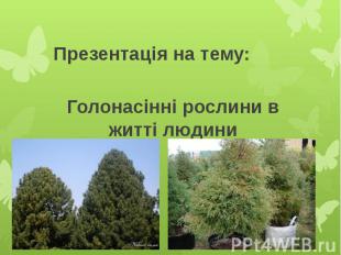 Голонасінні рослини в житті людини Презентація на тему: