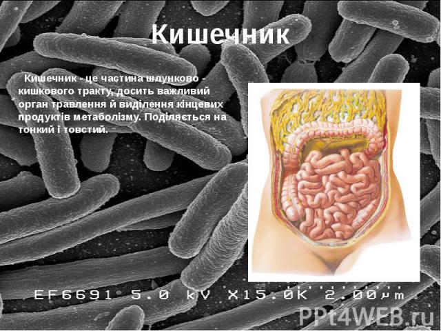 Кишечник Кишечник - це частина шлунково - кишкового тракту, досить важливий орган травлення й виділення кінцевих продуктів метаболізму. Поділяється на тонкий і товстий.
