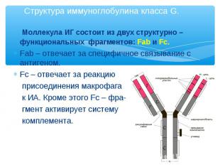 Моллекула ИГ состоит из двух структурно – функциональных фрагментов: Fab и Fc. М