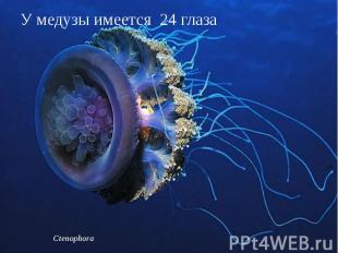 У медузы имеется 24 глаза