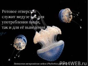 Ротовое отверстие служит медузе как для употребления пищи, так и для её выведени