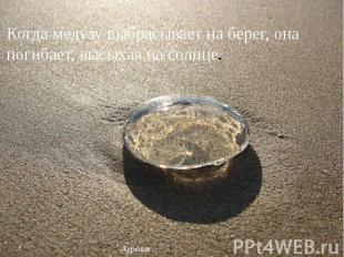 Когда медузу выбрасывает на берег, она погибает, высыхая на солнце.