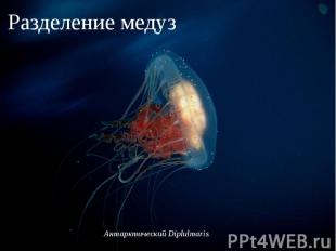 Разделение медуз