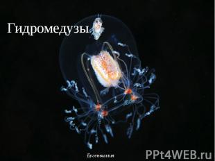 Гидромедузы