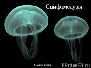 Сцифомедузы