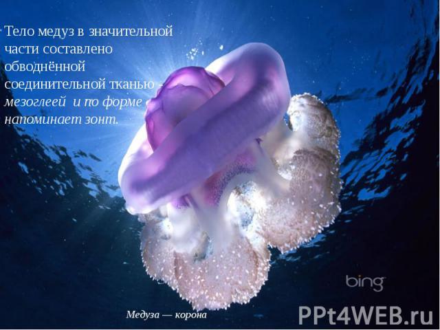 Тело медуз в значительной части составлено обводнённой соединительной тканью - мезоглеей  и по форме напоминает зонт.