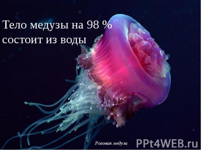 Тело медузы на 98 % состоит из воды