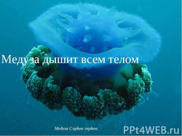 Медуза дышит всем телом