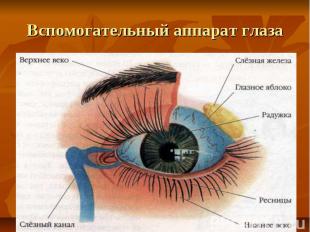 Вспомогательный аппарат глаза