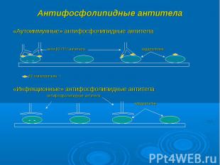 «Аутоиммунные» антифосфолипидные антитела «Аутоиммунные» антифосфолипидные антит