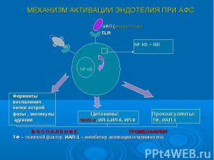 аФЛ (анти-β2-ГП-I-АТ) аФЛ (анти-β2-ГП-I-АТ) TLR NF-kΒ + IkΒ Ферменты воспаления
