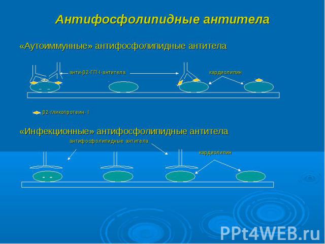 «Аутоиммунные» антифосфолипидные антитела «Аутоиммунные» антифосфолипидные антитела анти-β2-ГП-I-антитела кардиолипин β2-гликопротеин- I «Инфекционные» антифосфолипидные антитела антифосфолипидные антитела кардиолипин
