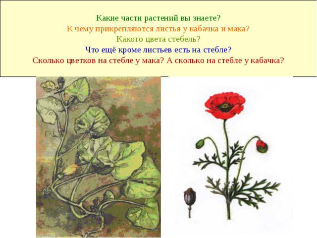 Какие части растений вы знаете? К чему прикрепляются листья у кабачка и мака? Какого цвета стебель? Что ещё кроме листьев есть на стебле? Сколько цветков на стебле у мака? А сколько на стебле у кабачка?