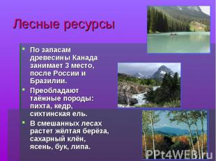 Лесные ресурсы По запасам древесины Канада занимает 3 место, после России и Браз