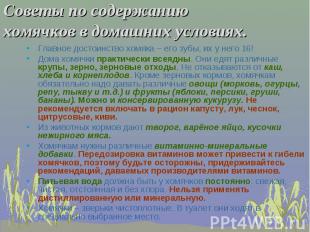 Советы по содержанию хомячков в домашних условиях.Главное достоинство хомяка – е