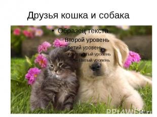 Друзья кошка и собака