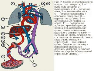 Рис. 2. Схема кровообращения плода: 1&nbsp;— плацента; 2&nbsp;— пупочные артерии