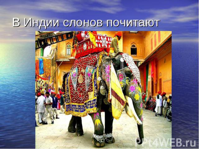 В Индии слонов почитают