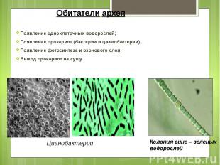 Обитатели архея Появление одноклеточных водорослей; Появление прокариот (бактери