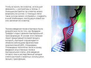 Чтобы встроить ген в вектор, используют ферменты — рестриктазы и лигазы. С помощ