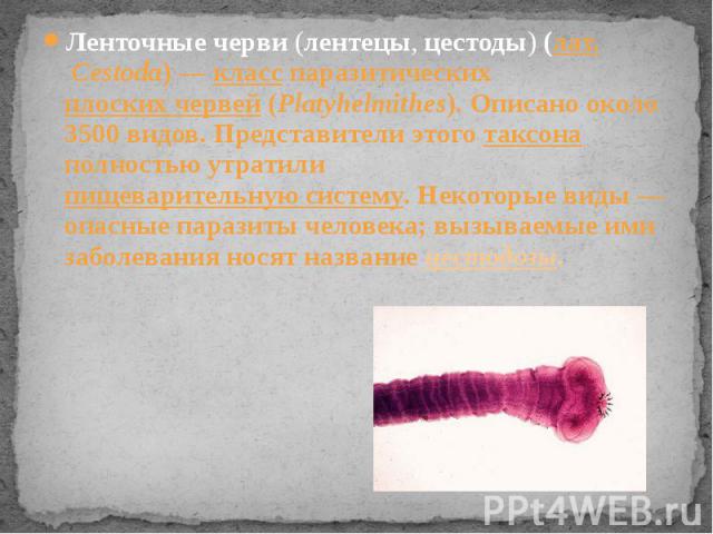 Ленточные черви (лентецы, цестоды) (лат. Cestoda) — класс паразитических плоских червей (Platyhelmithes). Описано около 3500 видов. Представители этого таксона полностью утратили пищеварительную систему. Некоторые виды — опасные паразиты человека; в…