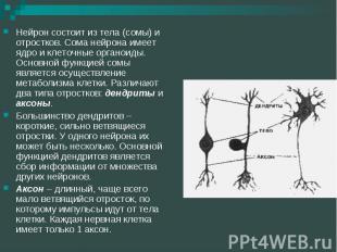 Нейрон состоит из тела (сомы) и отростков. Сома нейрона имеет ядро и клеточные о