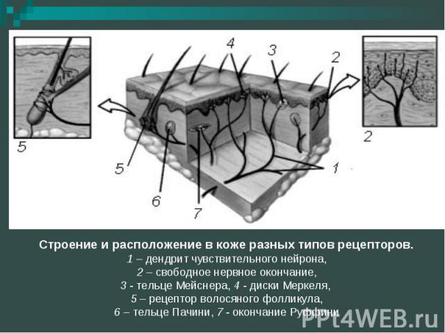 Строение и расположение в коже разных типов рецепторов. 1 – дендрит чувствительного нейрона, 2 – свободное нервное окончание, 3 - тельце Мейснера, 4 - диски Меркеля, 5 – рецептор волосяного фолликула, 6 – тельце Пачини, 7 - окончание Руффини