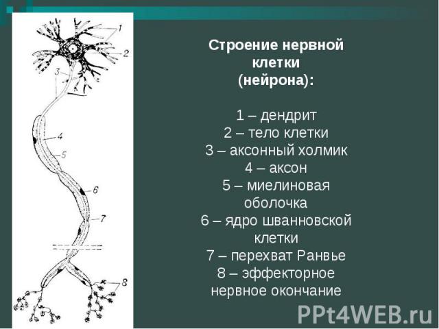 Строение нервной клетки(нейрона):1 – дендрит2 – тело клетки3 – аксонный холмик4 – аксон5 – миелиновая оболочка6 – ядро шванновской клетки7 – перехват Ранвье8 – эффекторное нервное окончание