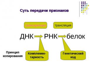 Суть передачи признаков транскрипция трансляция Комплемен-тарность Генетический