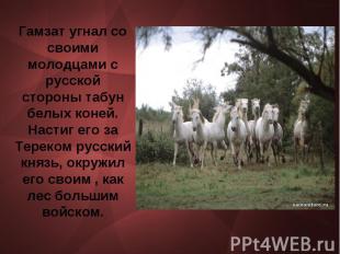 Гамзат угнал со своими молодцами с русской стороны табун белых коней. Настиг его