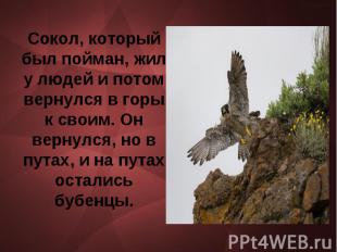 Сокол, который был пойман, жил у людей и потом вернулся в горы к своим. Он верну