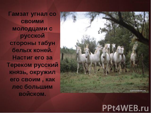 Гамзат угнал со своими молодцами с русской стороны табун белых коней. Настиг его за Тереком русский князь, окружил его своим , как лес большим войском.