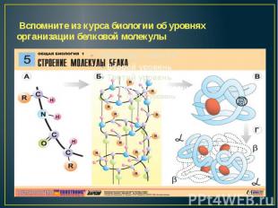 Вспомните из курса биологии об уровнях организации белковой молекулы