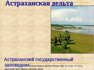 Астраханский государственный заповедник расположен в дельте Волги. Кругом вода,