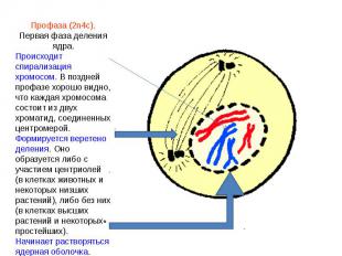 Профаза (2n4c). Первая фаза деления ядра.Происходит спирализация хромосом. В поз