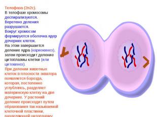 Телофаза (2n2c).В телофазе хромосомы деспирализуются.Веретено деления разрушаетс