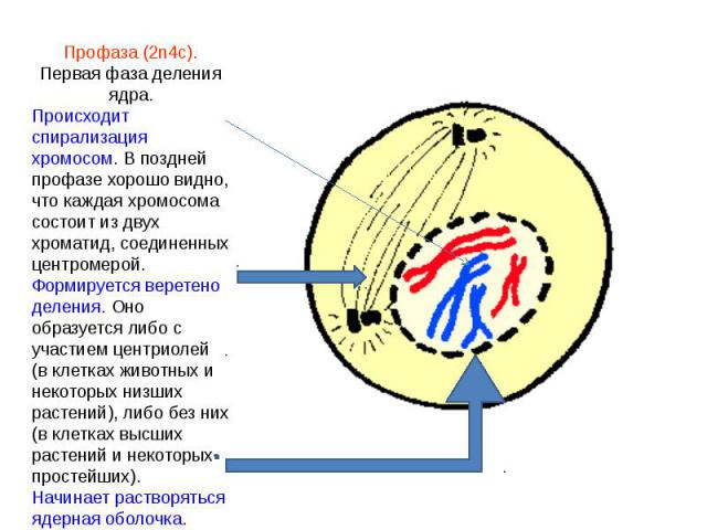 Профаза (2n4c). Первая фаза деления ядра.Происходит спирализация хромосом. В поздней профазе хорошо видно, что каждая хромосома состоит из двух хроматид, соединенных центромерой.Формируется веретено деления. Оно образуется либо с участием центриолей…