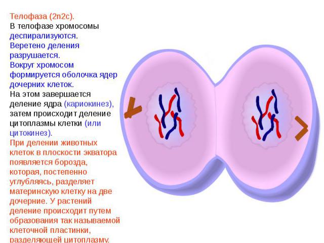 Телофаза (2n2c).В телофазе хромосомы деспирализуются.Веретено деления разрушается.Вокруг хромосом формируется оболочка ядер дочерних клеток.На этом завершается деление ядра (кариокинез), затем происходит деление цитоплазмы клетки (или цитокинез).При…
