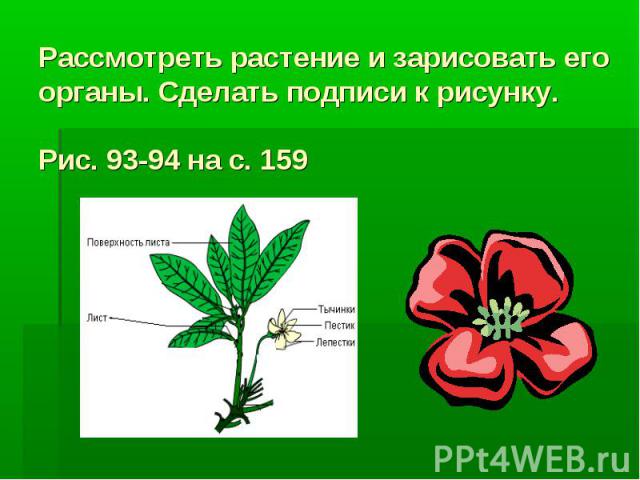 Рассмотреть растение и зарисовать его органы. Сделать подписи к рисунку.Рис. 93-94 на с. 159