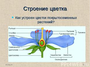 Как устроен цветок покрытосеменных растений?